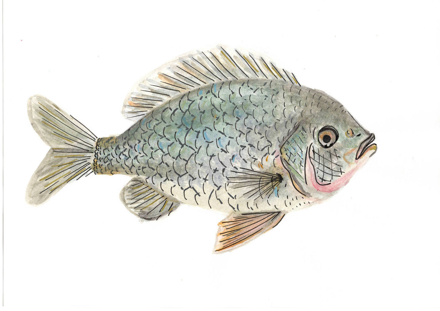Day 17 - Fish