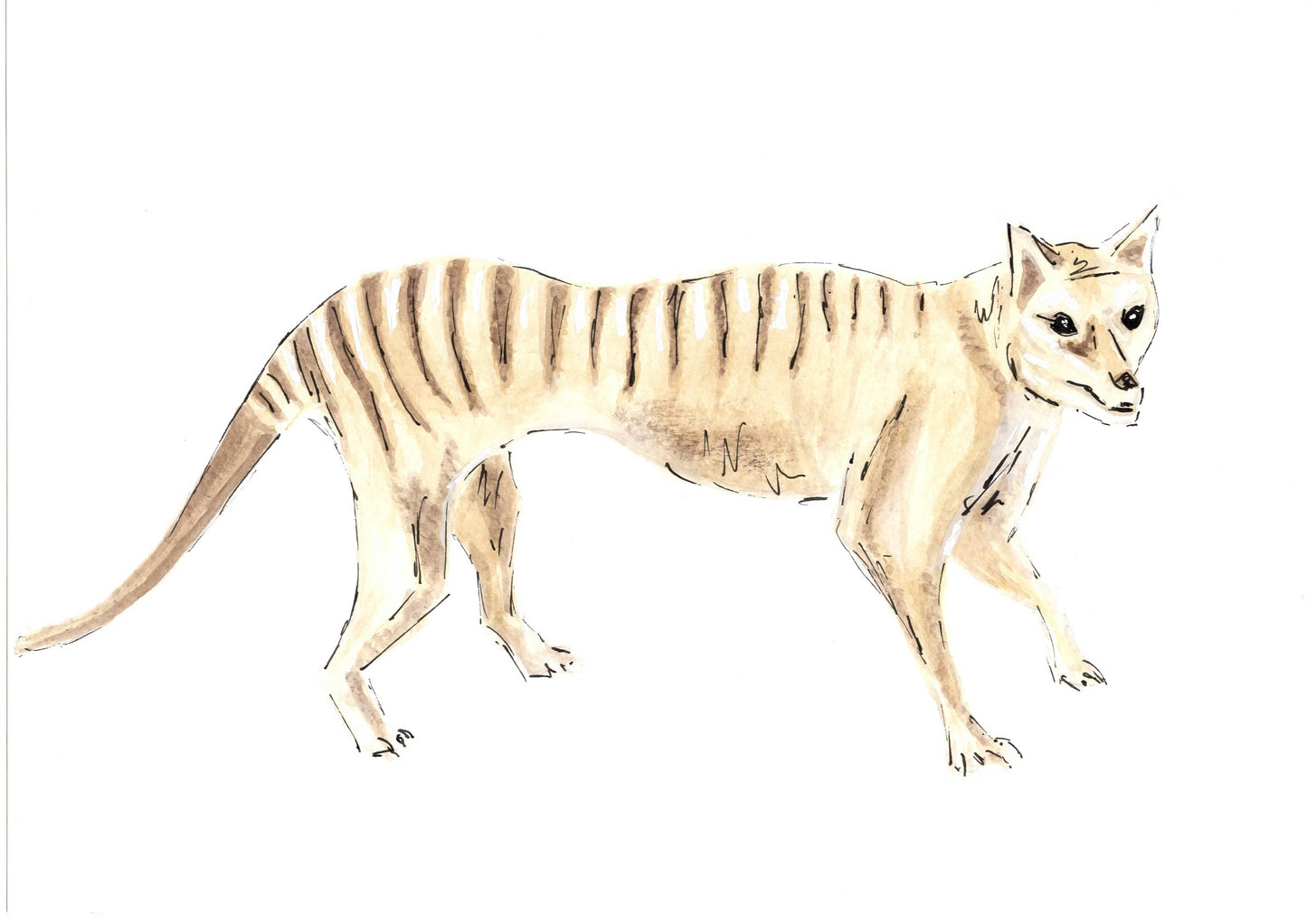 Day 29 - Thylacine